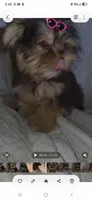 (2) Teacup Chocolate Yorkie, a female Yorkshire Terrier for sale in Rockwall, TX – 3 of 9