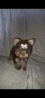 (1) Teacup Chocolate Yorkie, a female Yorkshire Terrier for sale in Rockwall, TX – 6 of 10