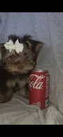 (2) Teacup Chocolate Yorkie, a female Yorkshire Terrier for sale in Rockwall, TX – 7 of 9