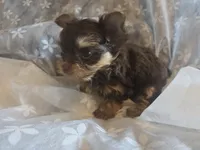 Little Girl, a female Yorkshire Terrier for sale in Rockwall, TX – 8 of 9