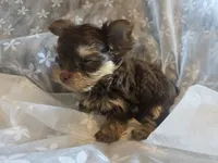 Little Girl, a female Yorkshire Terrier for sale in Rockwall, TX – 2 of 9