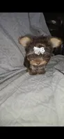 (1) Teacup Chocolate Yorkie, a female Yorkshire Terrier for sale in Rockwall, TX – 10 of 10