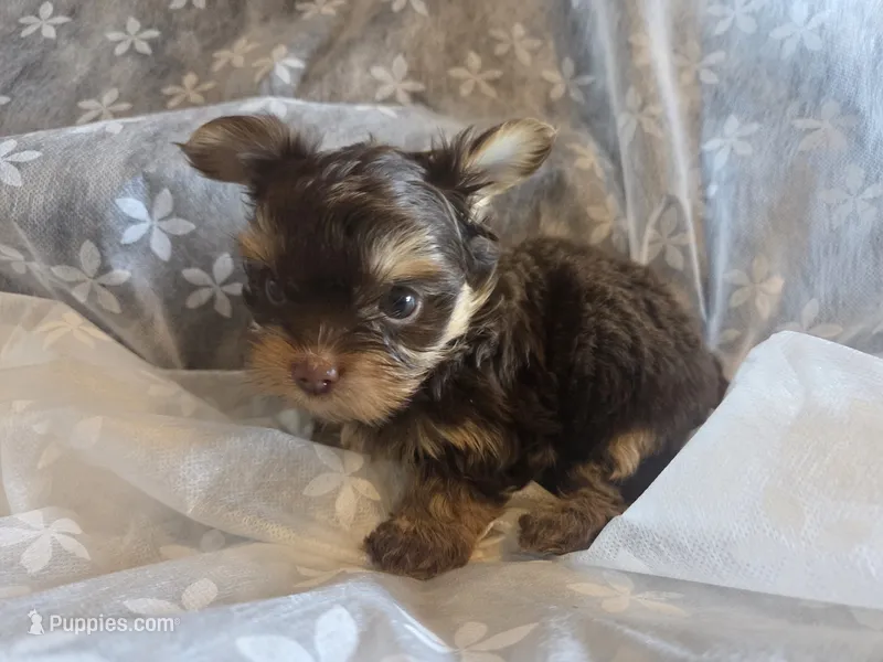 Little Girl – Yorkshire Terrier puppy on hold in Rockwall, TX