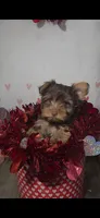 Yorkshire Terrier *Teacup 1, a male Yorkshire Terrier for sale in Rockwall, TX – 4 of 4