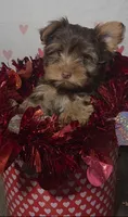 Yorkshire Terrier *Teacup 1, a male Yorkshire Terrier for sale in Rockwall, TX – 2 of 4