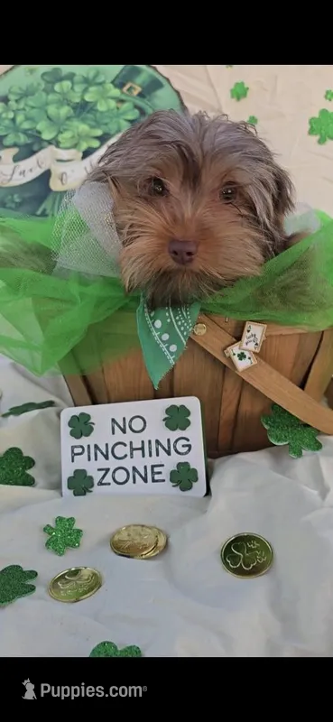 Yorkshire Terrier *Teacup 1 – Yorkshire Terrier puppy for sale in Rockwall, TX