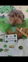 Yorkshire Terrier *Teacup 1, a male Yorkshire Terrier for sale in Rockwall, TX – 1 of 4