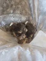Little Girl, a female Yorkshire Terrier for sale in Rockwall, TX – 4 of 9