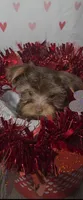 Yorkshire Terrier *Teacup 2, a male Yorkshire Terrier for sale in Rockwall, TX – 3 of 4