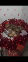 Yorkshire Terrier *Teacup 2, a male Yorkshire Terrier for sale in Rockwall, TX – 4 of 4