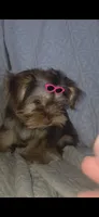 (2) Teacup Chocolate Yorkie, a female Yorkshire Terrier for sale in Rockwall, TX – 8 of 9