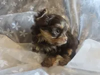 Little Girl, a female Yorkshire Terrier for sale in Rockwall, TX – 3 of 9