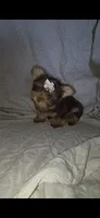 (1) Teacup Chocolate Yorkie, a female Yorkshire Terrier for sale in Rockwall, TX – 4 of 10