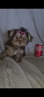 (2) Teacup Chocolate Yorkie, a female Yorkshire Terrier for sale in Rockwall, TX – 4 of 9