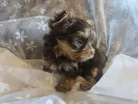 Little Girl, a female Yorkshire Terrier for sale in Rockwall, TX – 5 of 9