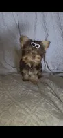 (1) Teacup Chocolate Yorkie, a female Yorkshire Terrier for sale in Rockwall, TX – 7 of 10