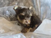 Little Girl, a female Yorkshire Terrier for sale in Rockwall, TX – 9 of 9