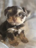 Big Girl, a female Yorkshire Terrier for sale in Rockwall, TX – 3 of 5