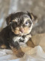 Big Girl, a female Yorkshire Terrier for sale in Rockwall, TX – 2 of 5