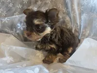 Little Girl, a female Yorkshire Terrier for sale in Rockwall, TX – 6 of 9