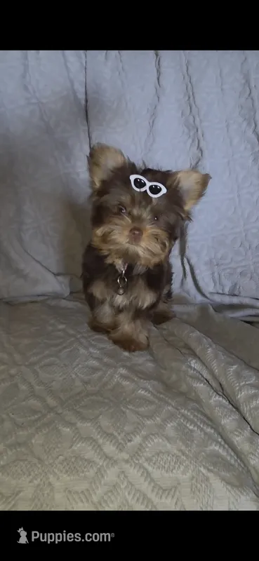 (1) Teacup Chocolate Yorkie – Yorkshire Terrier puppy for sale in Rockwall, TX
