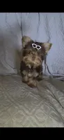 (1) Teacup Chocolate Yorkie, a female Yorkshire Terrier for sale in Rockwall, TX – 1 of 10