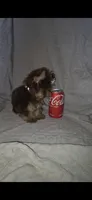 (1) Teacup Chocolate Yorkie, a female Yorkshire Terrier for sale in Rockwall, TX – 8 of 10