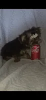 (2) Teacup Chocolate Yorkie, a female Yorkshire Terrier for sale in Rockwall, TX – 9 of 9