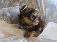 Little Girl, a female Yorkshire Terrier for sale in Rockwall, TX – 7 of 9