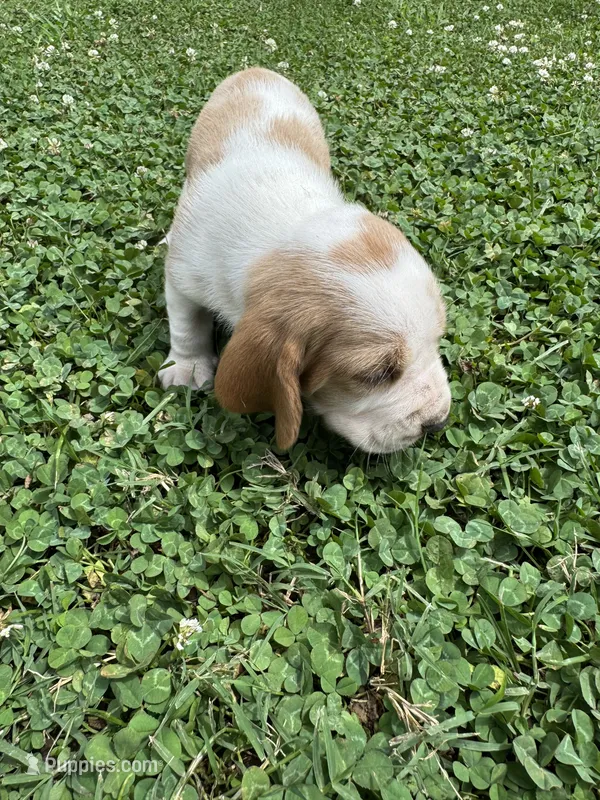 Puppy 1  – Basset Hound puppy for sale in Lawrenceburg, TN