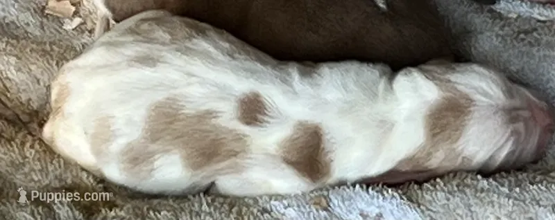 Puppy 8 – Basset Hound puppy for sale in Lawrenceburg, TN