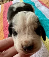 Puppy 3 , a male Basset Hound for sale in Lawrenceburg, TN – 2 of 2
