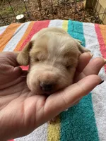 Puppy 7, a female Basset Hound for sale in Lawrenceburg, TN – 3 of 3