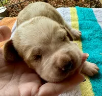 Puppy 2, a male Basset Hound for sale in Lawrenceburg, TN – 2 of 2