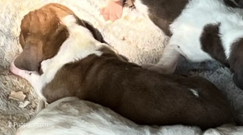 Puppy 9 – Basset Hound puppy for sale in Lawrenceburg, TN