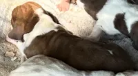 Puppy 9, a female Basset Hound for sale in Lawrenceburg, TN – 1 of 1