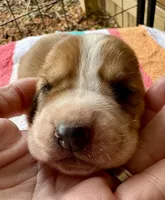 Puppy 4, a female Basset Hound for sale in Lawrenceburg, TN – 3 of 3
