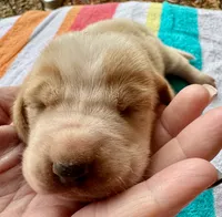 Puppy 7, a female Basset Hound for sale in Lawrenceburg, TN – 2 of 3