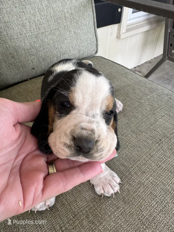 Puppy 3  – Basset Hound puppy for sale in Lawrenceburg, TN