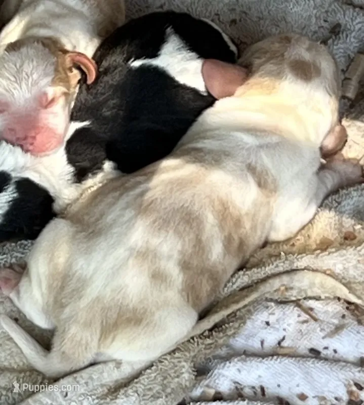 Puppy 4 – Basset Hound puppy for sale in Lawrenceburg, TN
