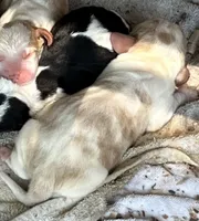 Puppy 4, a male Basset Hound for sale in Lawrenceburg, TN – 1 of 1