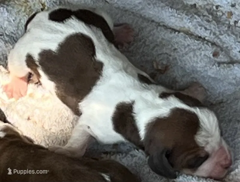 Puppy 7 – Basset Hound puppy for sale in Lawrenceburg, TN