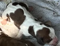 Puppy 7, a female Basset Hound for sale in Lawrenceburg, TN – 1 of 1