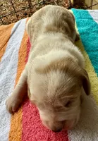 Puppy 2, a male Basset Hound for sale in Lawrenceburg, TN – 1 of 2