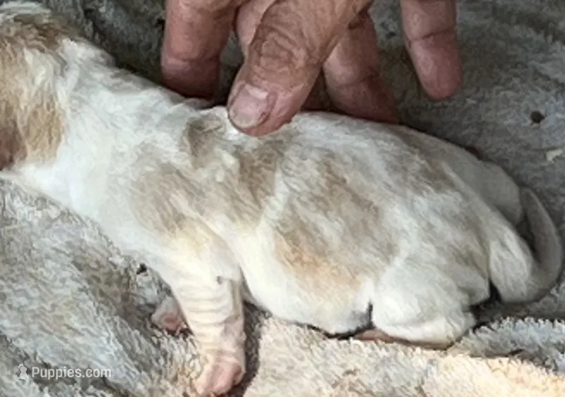 Puppy 6 – Basset Hound puppy for sale in Lawrenceburg, TN