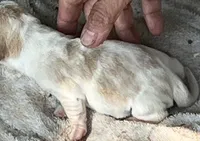 Puppy 6, a female Basset Hound for sale in Lawrenceburg, TN – 1 of 1