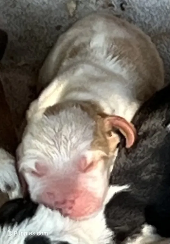 Puppy 1  – Basset Hound puppy for sale in Lawrenceburg, TN