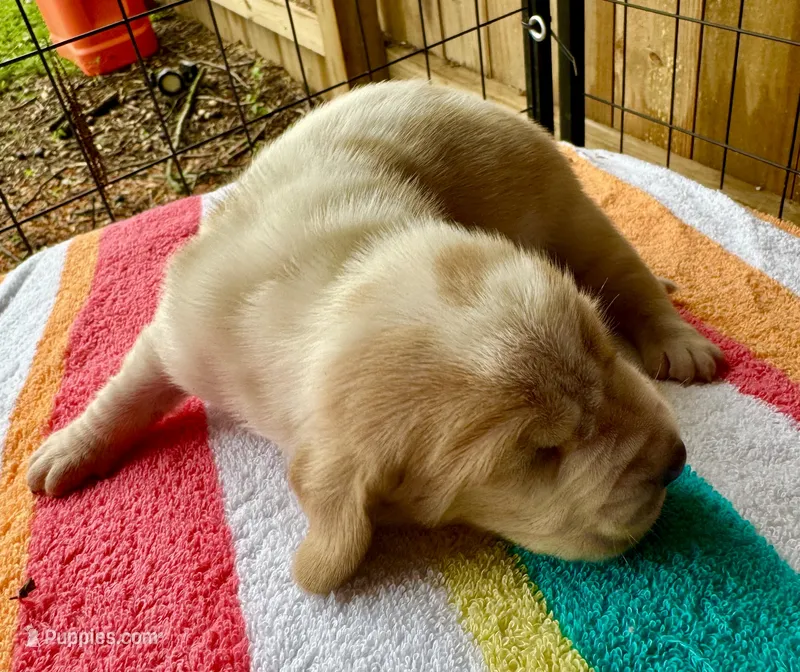 Puppy 1  – Basset Hound puppy for sale in Lawrenceburg, TN