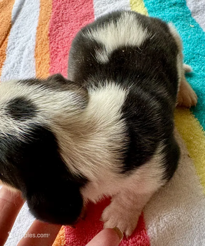 Puppy 3  – Basset Hound puppy for sale in Lawrenceburg, TN
