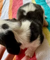 Puppy 3 , a male Basset Hound for sale in Lawrenceburg, TN – 1 of 2